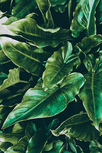 Close-up of lush green tropical leaves, offering a fresh and vibrant natural background. HD phone wallpaper