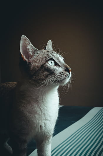 Close-up portrait of a curious grey and white domestic cat with striking eyes, gazing intently. HD phone wallpaper