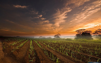Farming , Agriculture beauty, Countryside scenery, Rural life HD wallpaper