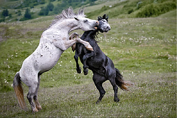 Attack The Teeth, white, fight, black, combat HD wallpaper