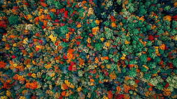 Autumn Forest Aerial view HD wallpaper