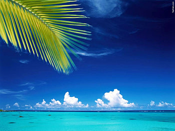 Beach, sea, nature, palm, berach HD wallpaper