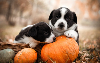 I want this one... No, that's mine!, toamna, caine, dog, black, cute, orange, halloween, puppy, border collie, couple, autumn, pumpkin HD wallpaper