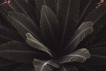 Nature, Leaves, Plant, Dark, Carved, Shadows HD wallpaper
