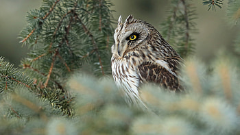 Short-eared Owl, nature, short-eared, bird, owl HD wallpaper