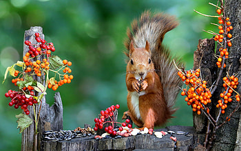 Squirrel, animal, nature, rodent HD wallpaper