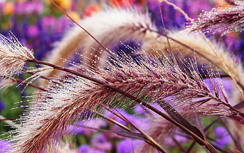 Cones, Drops, Macro, Shine, Light, Wet, Moisture, Spikelets HD wallpaper