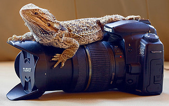Animals, Lizard, Lens, Camera, Monitor Lizard, Varan HD wallpaper