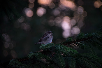 Little Bird In Forest, birds, forest HD wallpaper