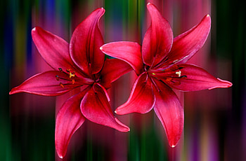Lilies, Maroon, Flower, Light HD wallpaper