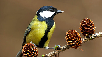 Great Tit, Parus major, Chirpy Charm, Feathered Personality HD wallpaper