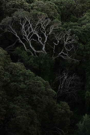 Holidays, Trees, Bush, Forest, Branches HD phone wallpaper