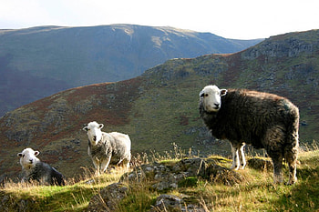 Flock of sheep, animal, forest HD wallpaper