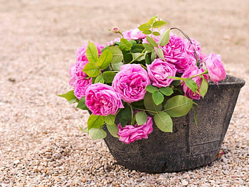 Pink roses, rose, pink, flowers, pot HD wallpaper