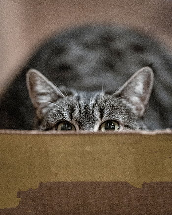 Adorable tabby cat peeking over the edge of a box, showcasing curiosity. HD phone wallpaper