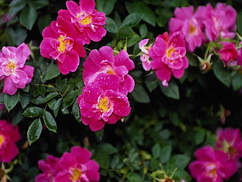 Plants, Flowers HD wallpaper