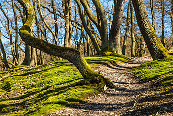Nature, Trees, Grass, Shadow, Moss HD wallpaper