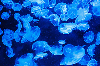 Blue jellyfish, blue, underwater, jellyfish, nature, water, ocean HD wallpaper
