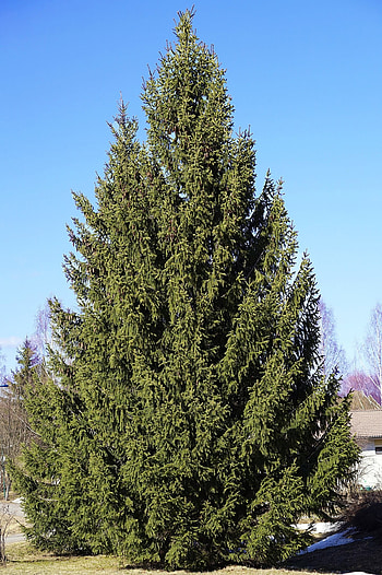 Norway spruce, Evergreen conifers, Ornamental tree, Landscaping HD phone wallpaper