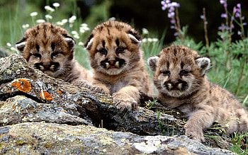 Cougars, Baby Animal HD wallpaper