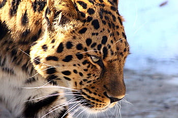 Detailed close-up of a leopard showcasing its fierce gaze and beautiful spotted fur in a natural setting. HD wallpaper