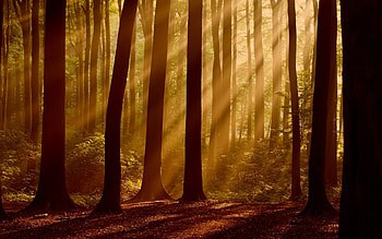 Landscape, Trees HD wallpaper