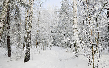 Snow covered frozen trees, Forest field, Blue sky, Winter HD wallpaper