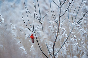 Red Cardinal, winter, white, bird, craciun, pasare, tree, branch, iarna, christmas HD wallpaper