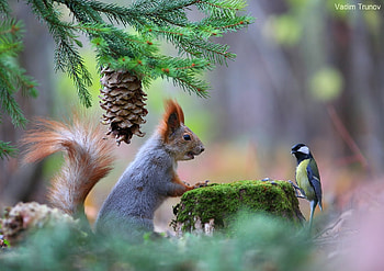 Bird and squirrel, Bird, Beautiful, Squirrel, Friend HD wallpaper