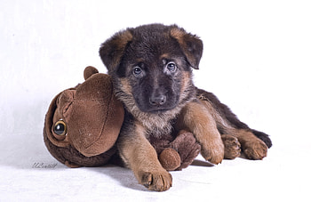 puppy, animal, dog, toy, german shepherd, white, cute, caine HD wallpaper