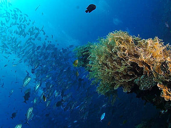 magic depths of the sea, magic, depths of the sea HD wallpaper
