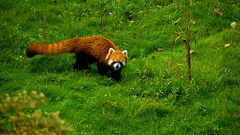 Animals, Grass, Stroll, Red Panda HD wallpaper
