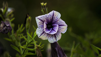 Flower, nature, plants, tree HD wallpaper