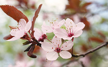 Flower, Macro, Wood, Tree, Bloom, Flowering, Spring HD wallpaper
