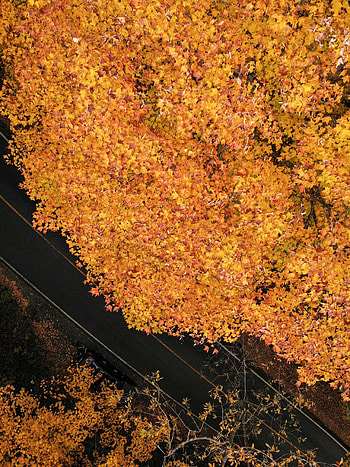 Nature, Trees, Autumn, View From Above, Road HD phone wallpaper