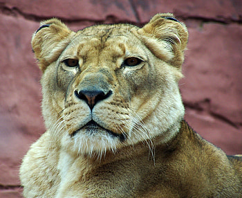 Animals, Muzzle, Predator, Sight, Opinion, Lioness HD wallpaper
