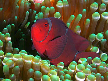 Maroon Fish, cool, beauty of nature HD wallpaper