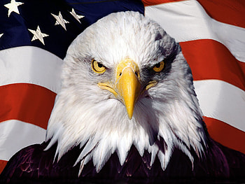 Animals, Birds, Eagles HD wallpaper