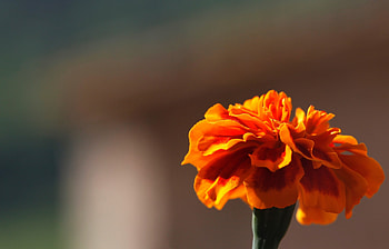 Flower, Macro, Petals, Marigold, Velvet HD wallpaper