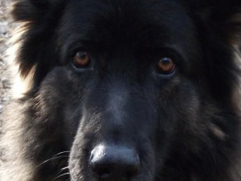 look into my eyes, dogs, gorgeous, eyes, boy HD wallpaper