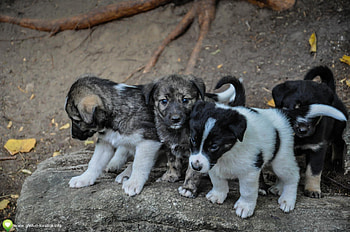 Cute Puppies, puppy, animals, dogs, puppies, cute, beautiful, adorable HD wallpaper