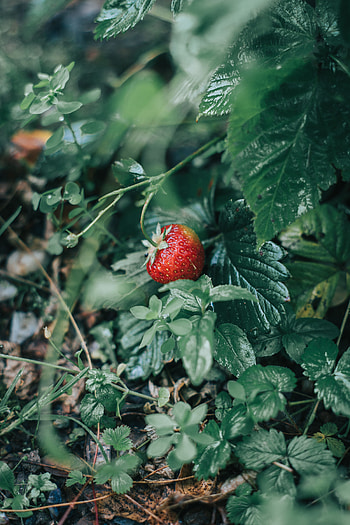 Food, Strawberry, Berry, Ripe, Wild Strawberries HD phone wallpaper