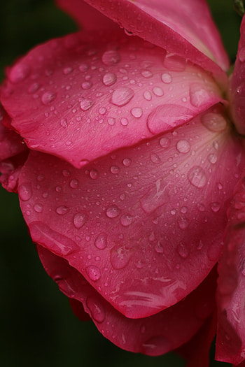 Flowers, Drops, Flower, Macro, Rose Flower, Rose, Petals HD phone wallpaper
