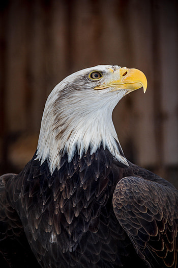 Animals, Bird, Brown, Predator, Eagle, Bald Eagle, White-Headed Eagle HD phone wallpaper