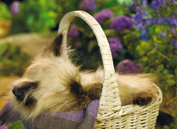 Naptime, kitten, basket, white, siamese, flowers, sleeping, longhair HD wallpaper