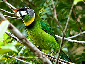 Green Bird, beautiful, bird, , green HD wallpaper