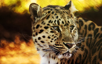 Animals, Leopard, Muzzle, Spotty, Spotted, Predator, Big Cat HD wallpaper