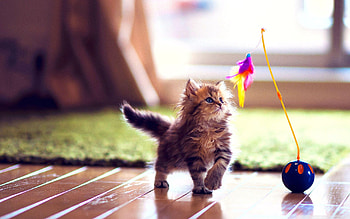 Kitten, Girly HD wallpaper