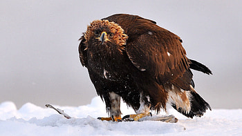 Animals, Bird, Predator, Wings, Golden Eagle HD wallpaper