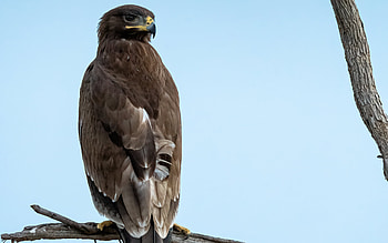 Steppe Eagle, animal, steppe, bird, eagle HD wallpaper